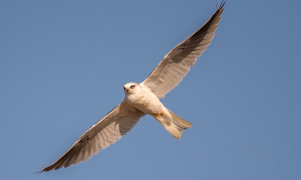 White-tailed Kite - ML285030941