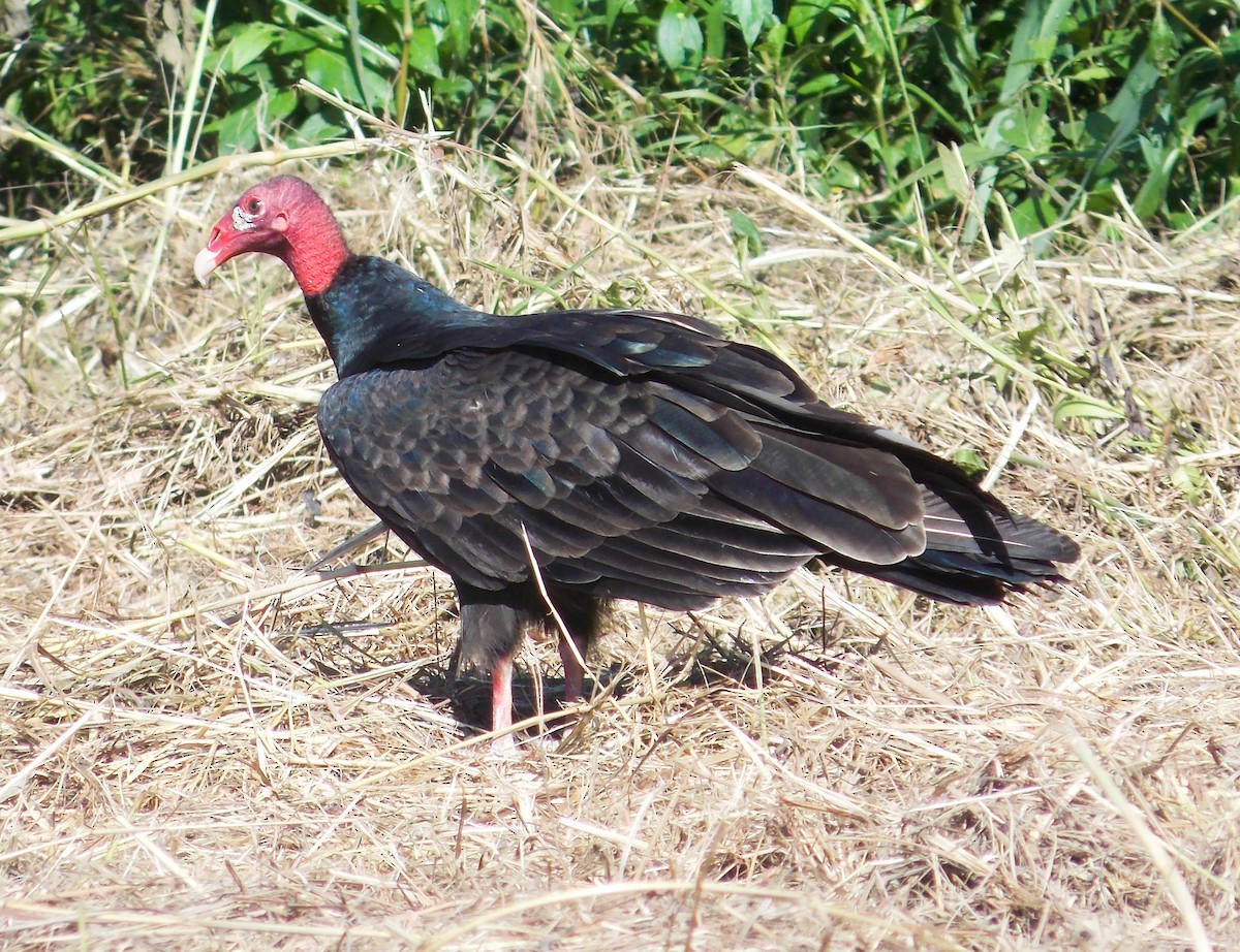 Turkey Vulture - ML285034501