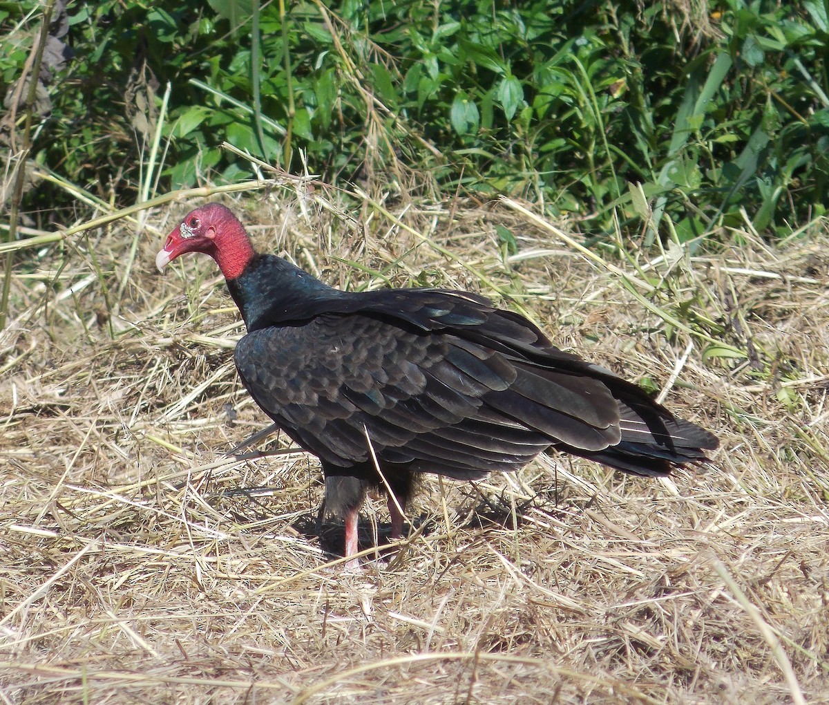Turkey Vulture - ML285034521