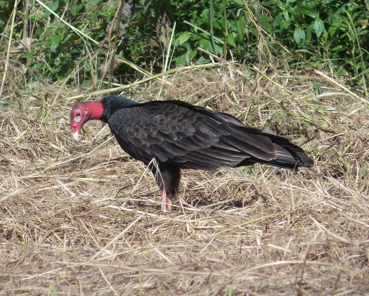 Turkey Vulture - ML285034531