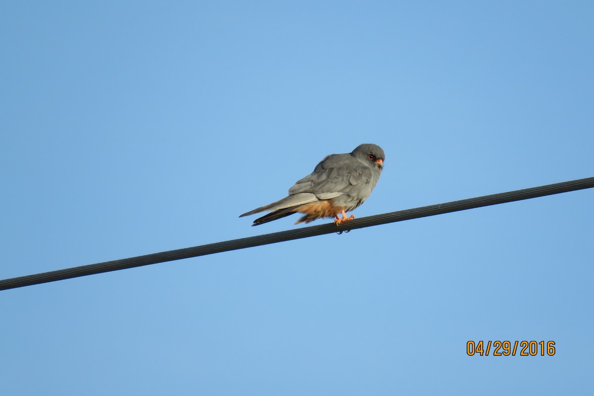 Red-footed Falcon - ML28503501