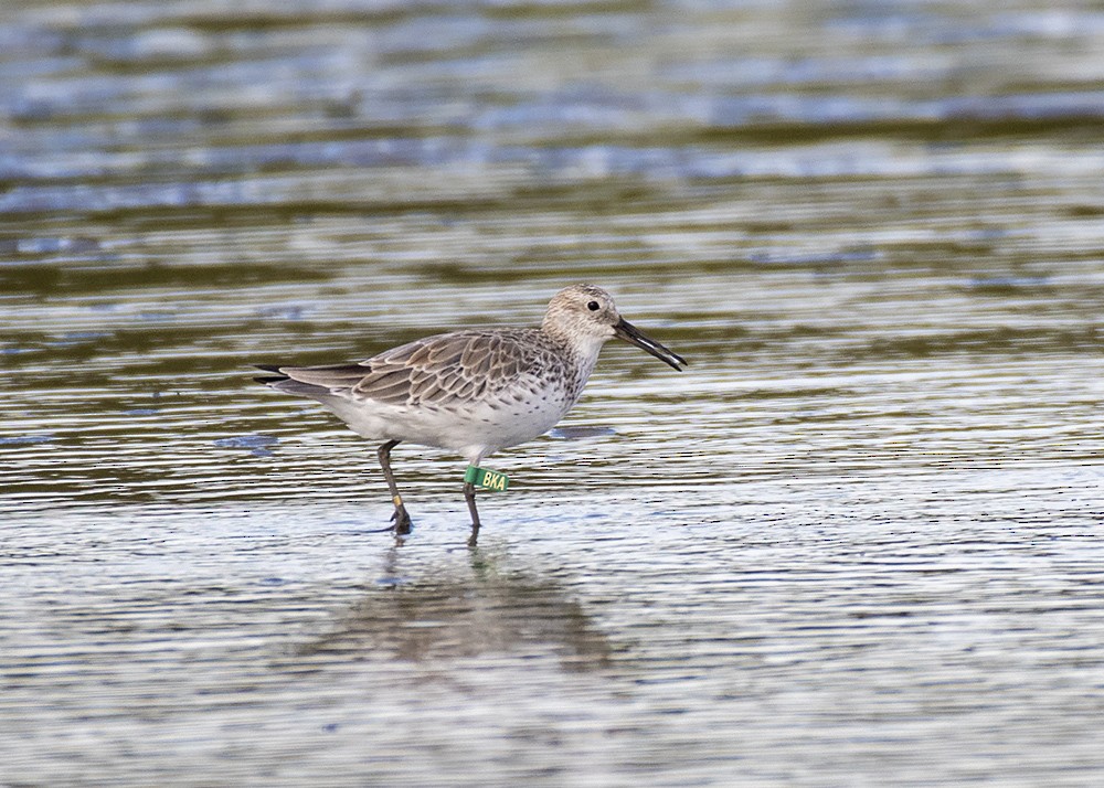 Great Knot - ML285036891