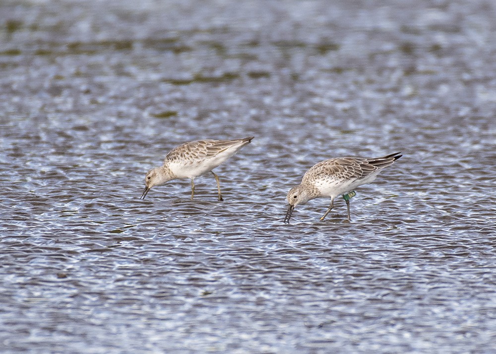 Great Knot - ML285036901