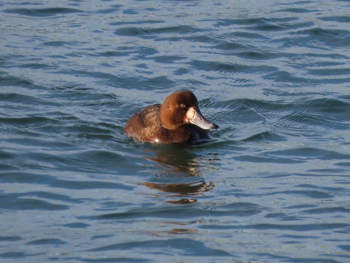 Greater Scaup - ML285036911