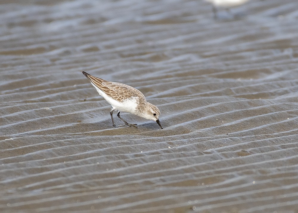 Red-necked Stint - Stephen Murray