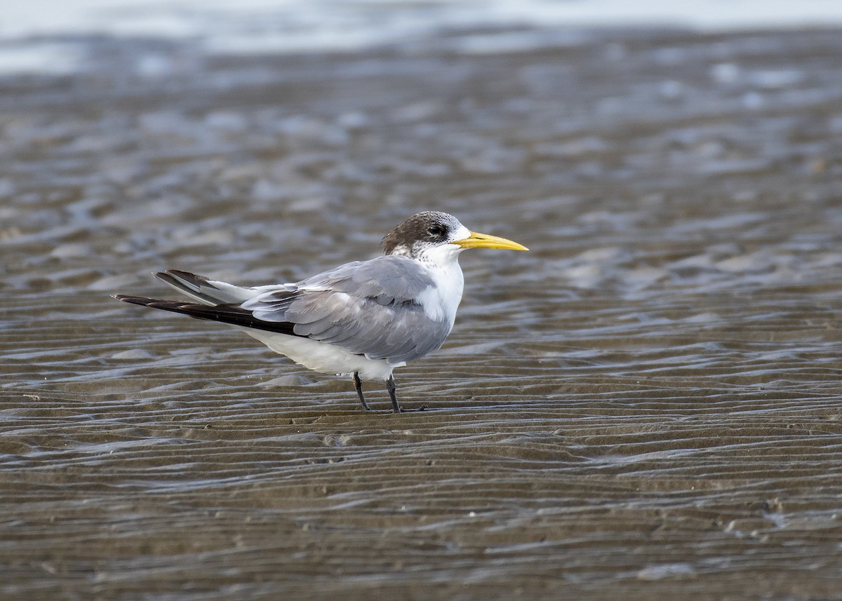 Great Crested Tern - ML285037501
