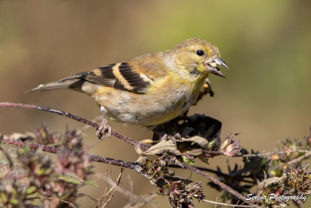American Goldfinch - serena duan