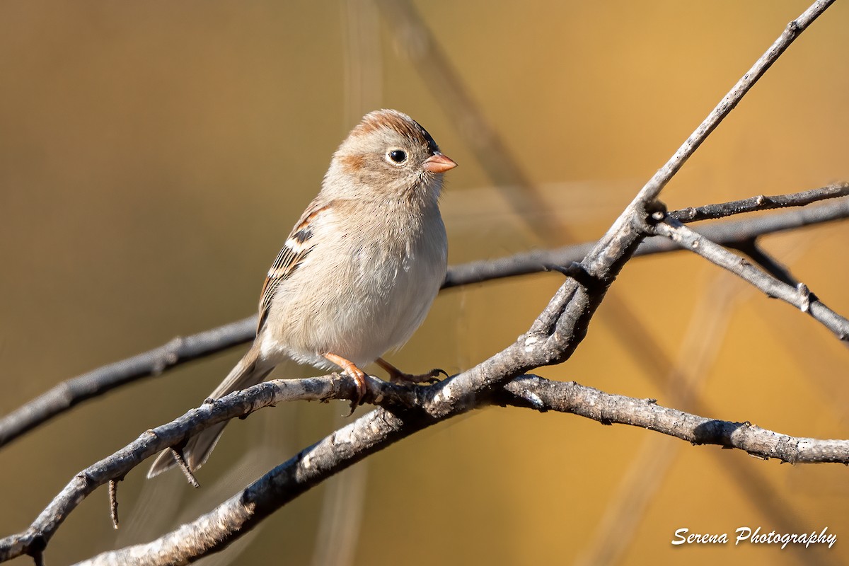 Field Sparrow - ML285041781