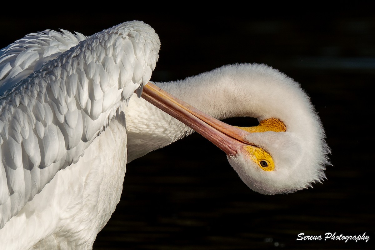 American White Pelican - serena duan