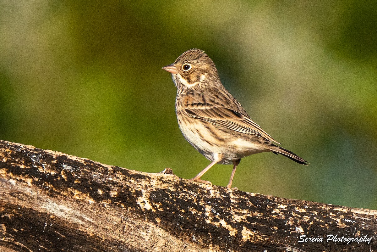 Vesper Sparrow - serena duan