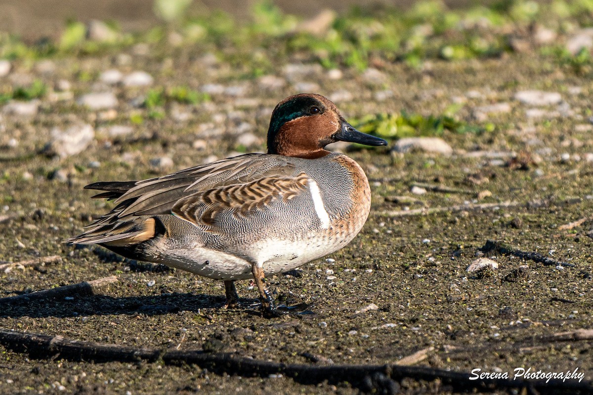 Green-winged Teal - ML285045021