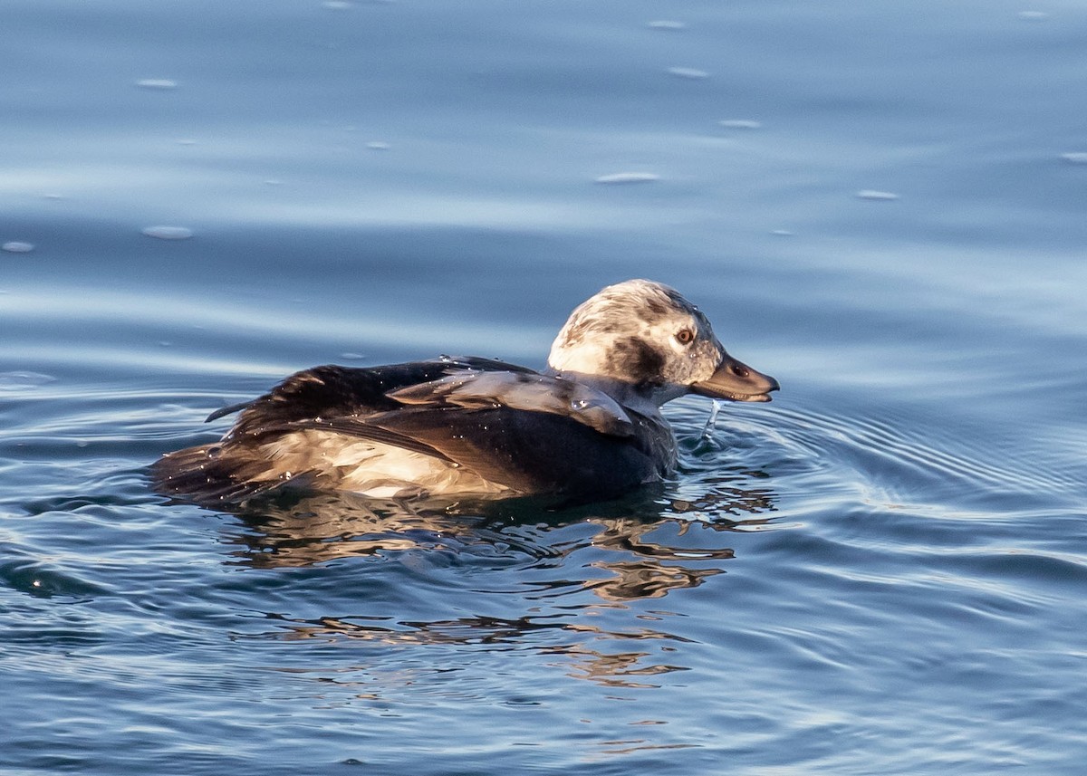 Long-tailed Duck - ML285045371