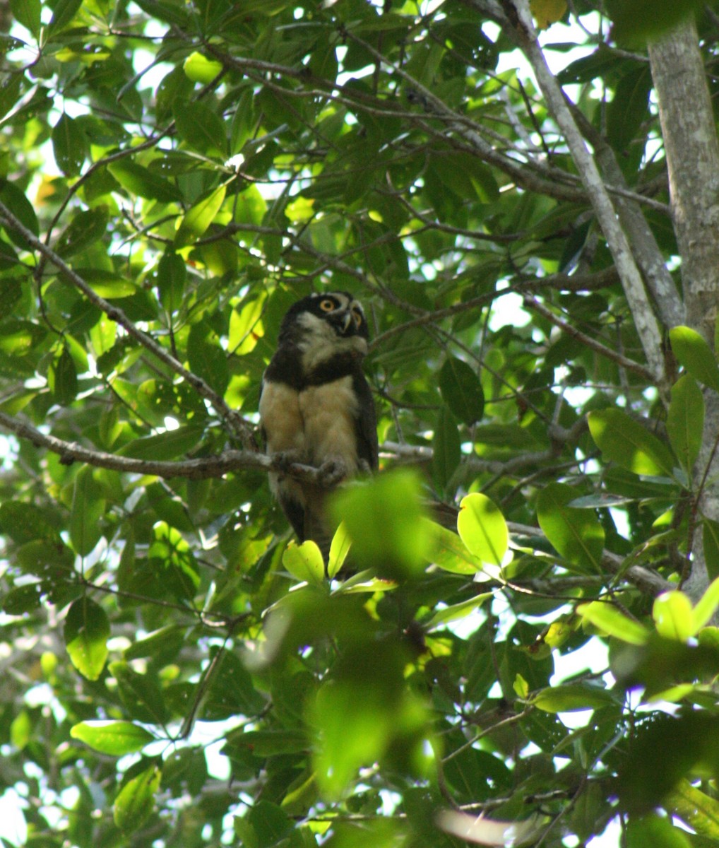 Spectacled Owl - ML285049741