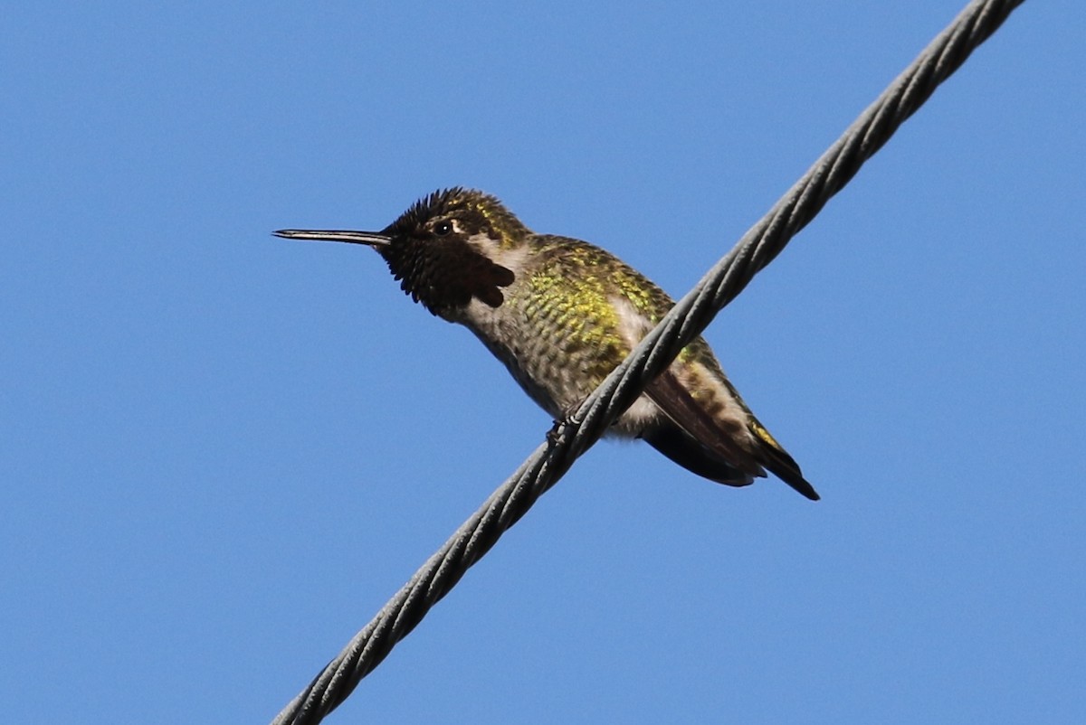 Anna's Hummingbird - ML285049841