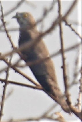 Common Hawk-Cuckoo - ML285053671