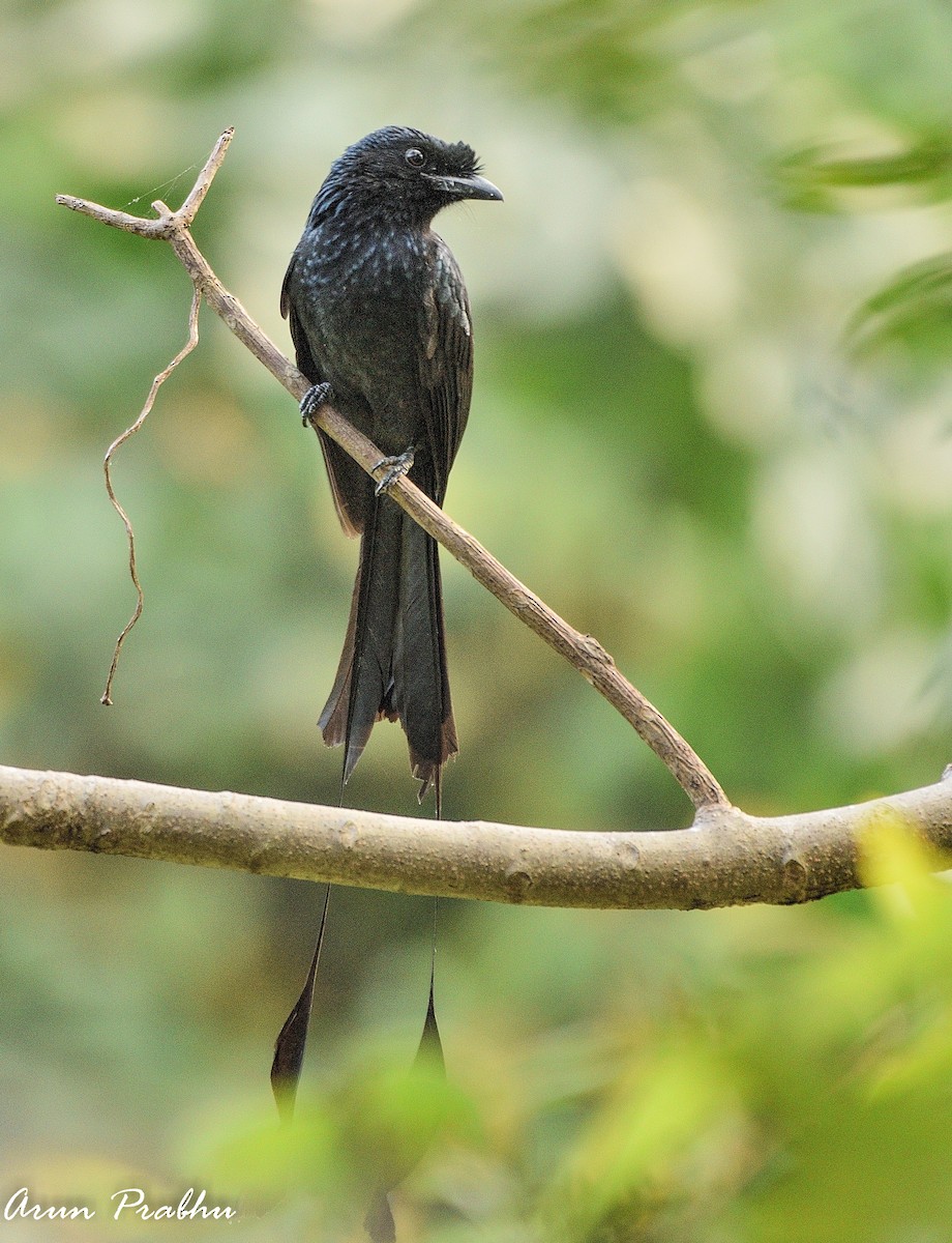 Greater Racket-tailed Drongo - ML285055721