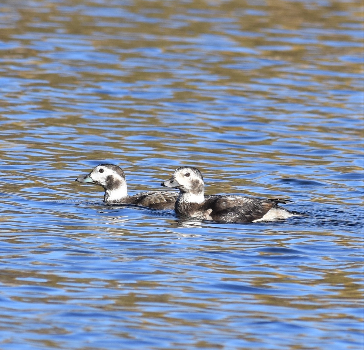 Long-tailed Duck - Ronnie Reed