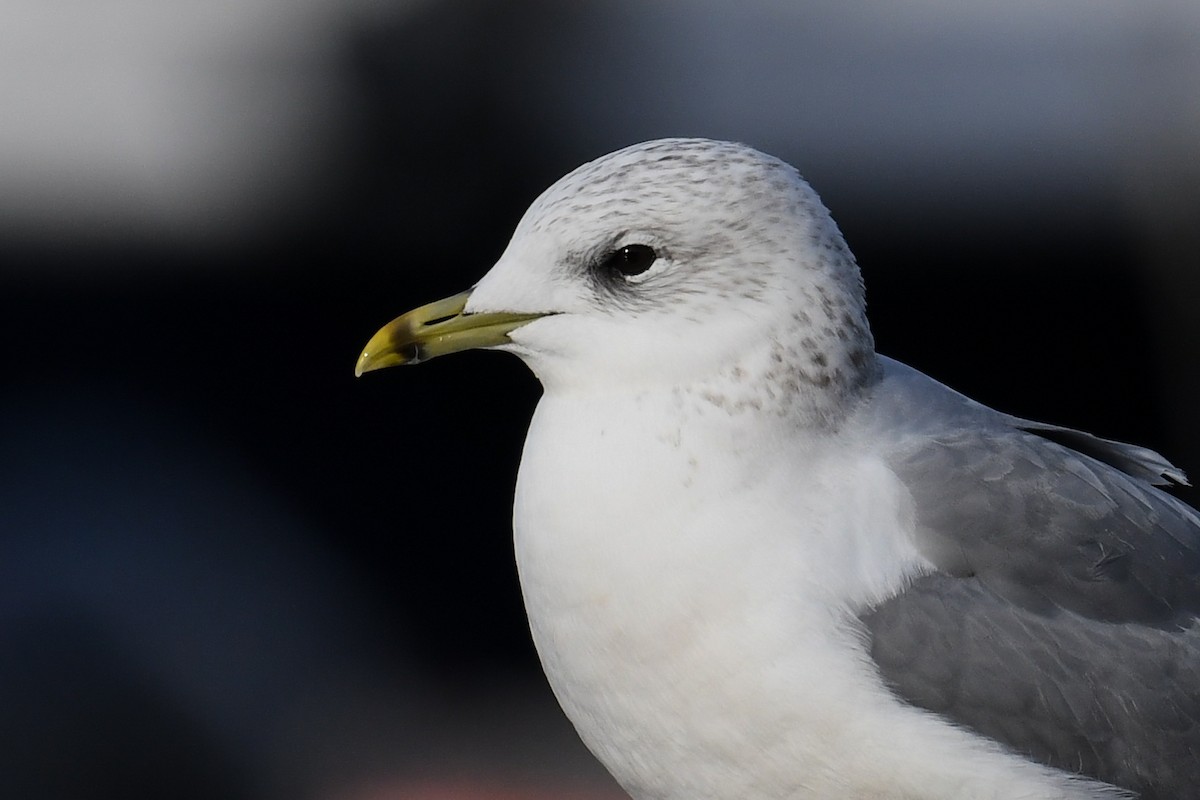 Common Gull - Maryse Neukomm