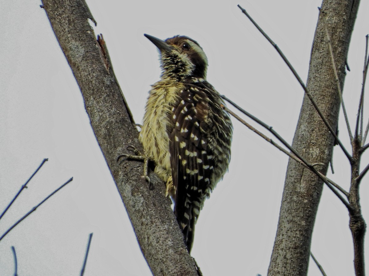Philippine Pygmy Woodpecker - ML285068461