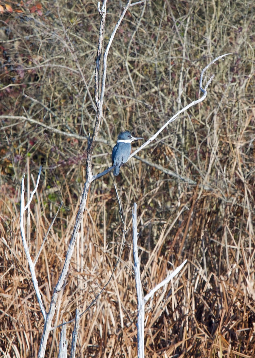 Belted Kingfisher - ML285073291