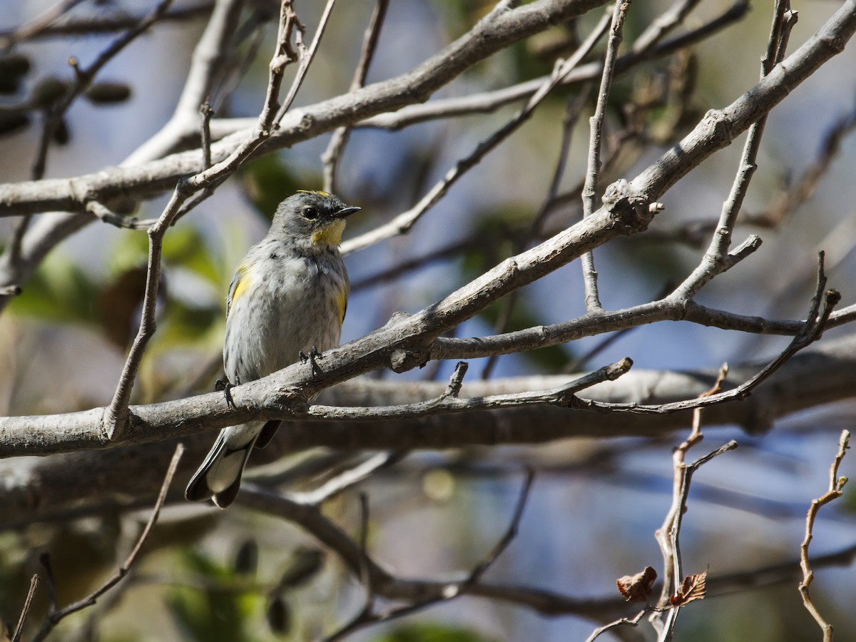 Yellow-rumped Warbler (Audubon's) - ML285080391