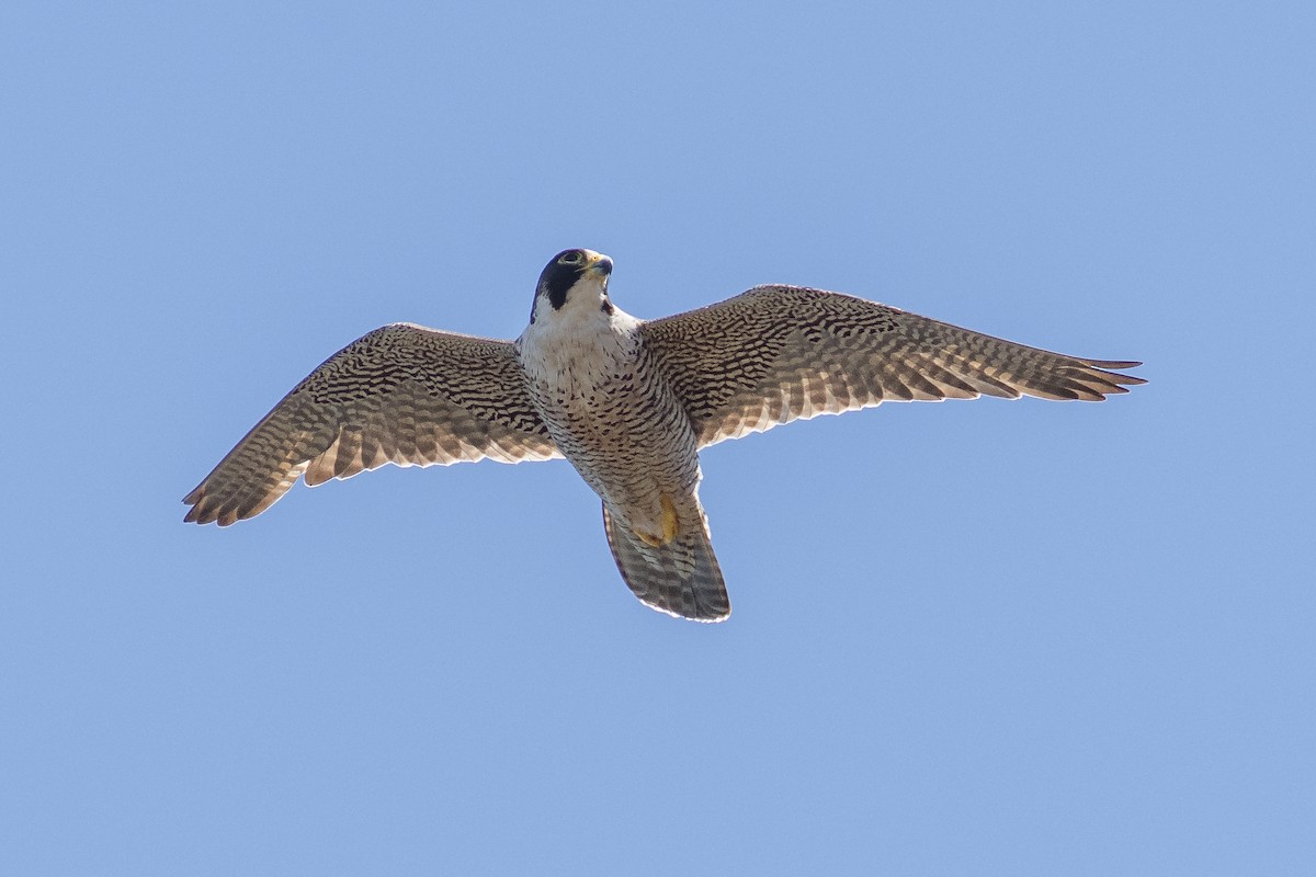 Peregrine Falcon - Bastian Montecinos