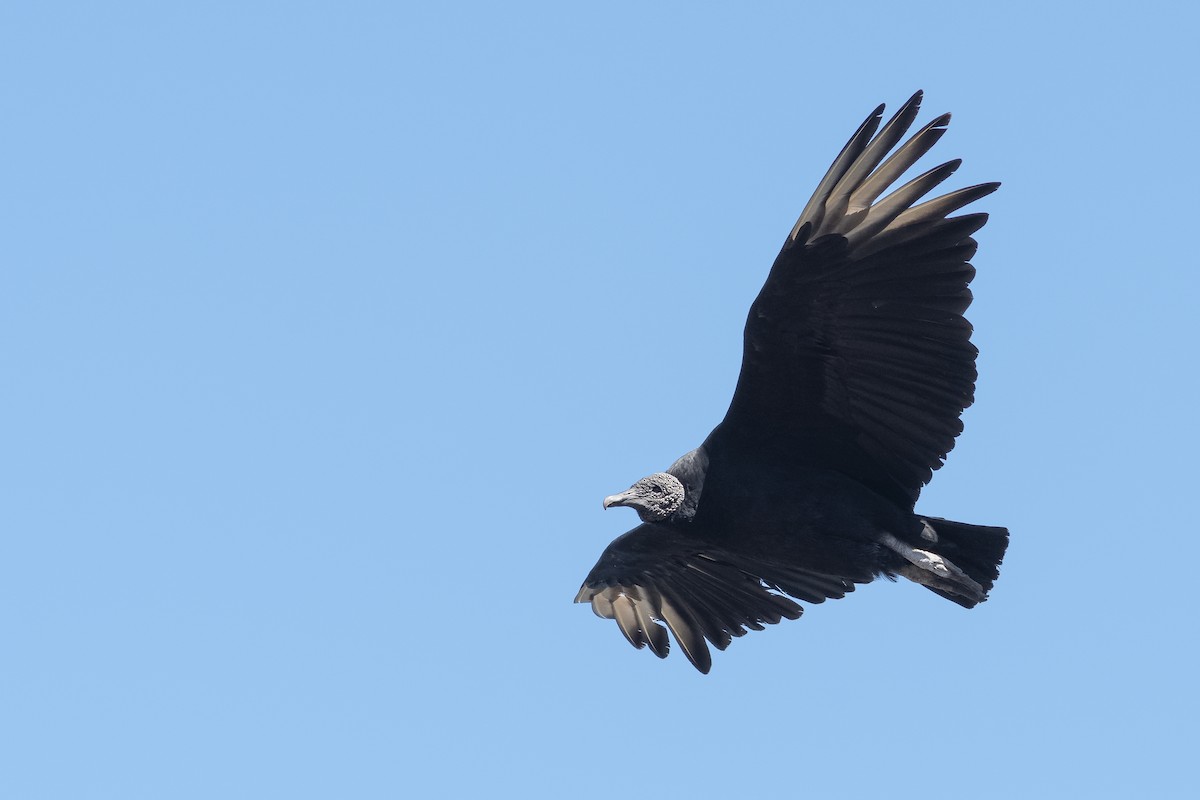 Black Vulture - ML285081011