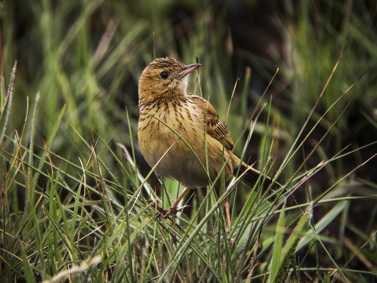 Ochre-breasted Pipit - ML285081261
