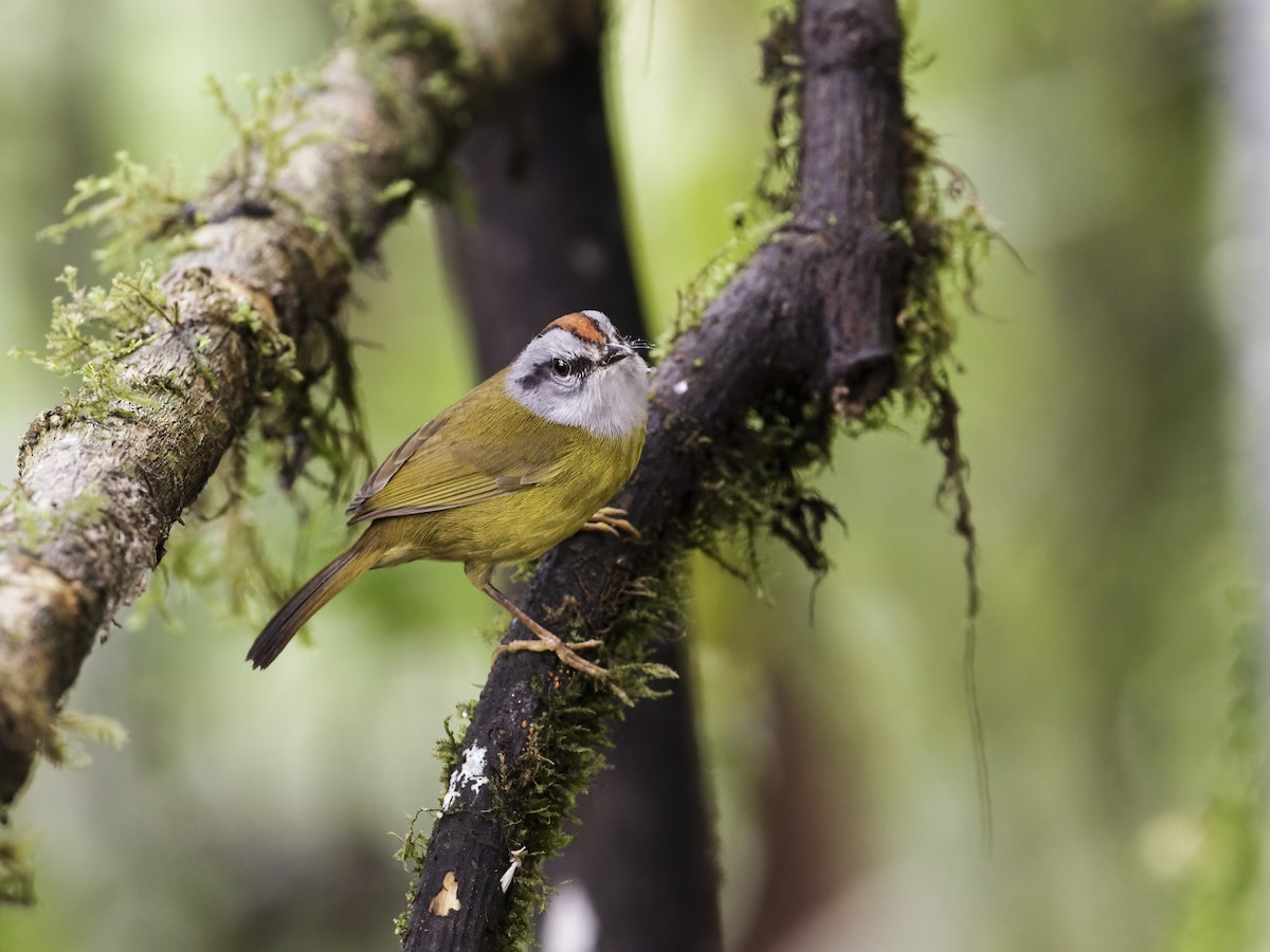 Russet-crowned Warbler - Nick Athanas
