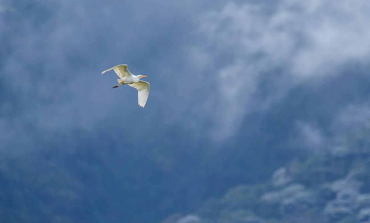 Western Cattle Egret - David Monroy Rengifo