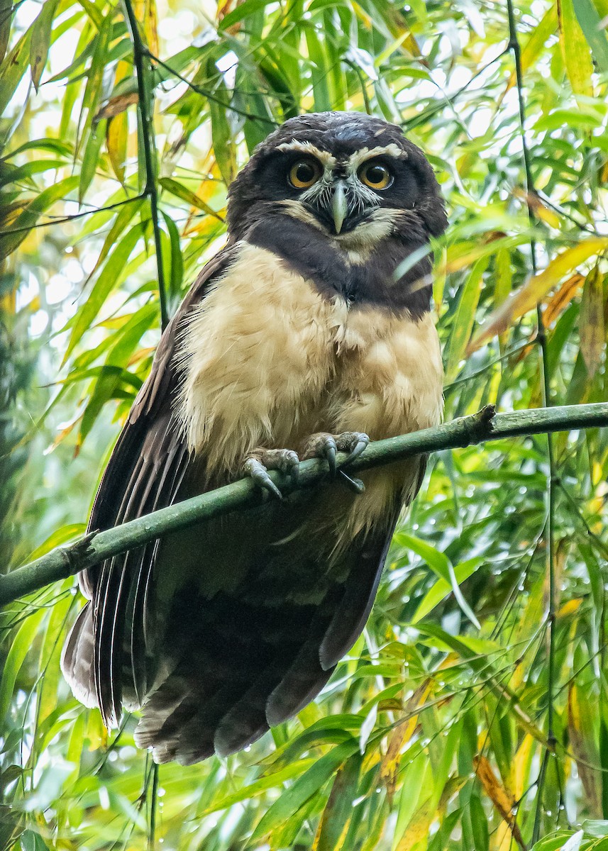 Spectacled Owl - ML285083231