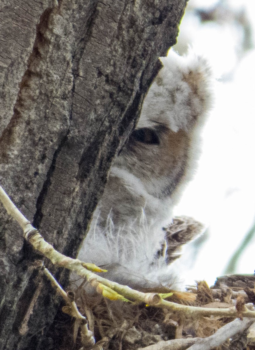 Great Horned Owl - ML28508371