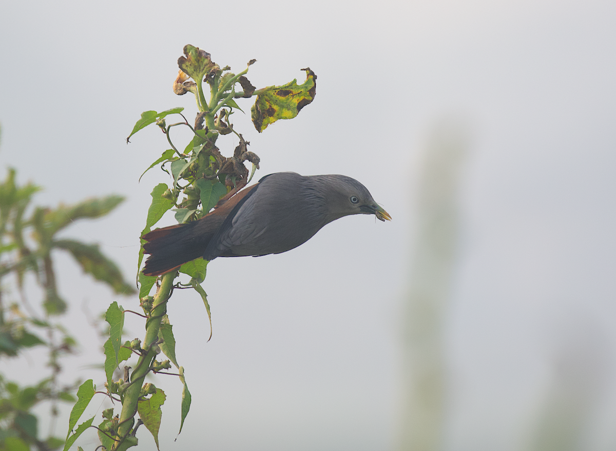 Chestnut-tailed Starling - Sayam U. Chowdhury