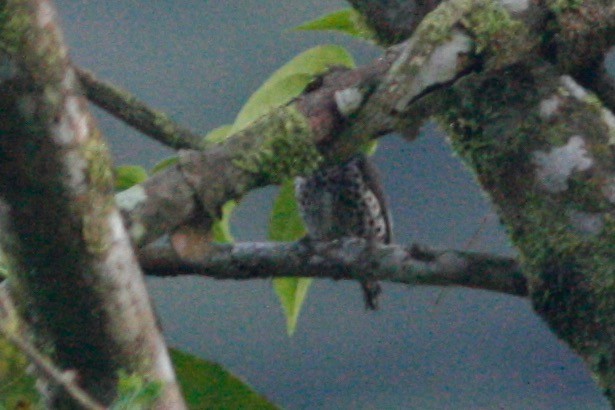 Ocellated Piculet - ML285088811