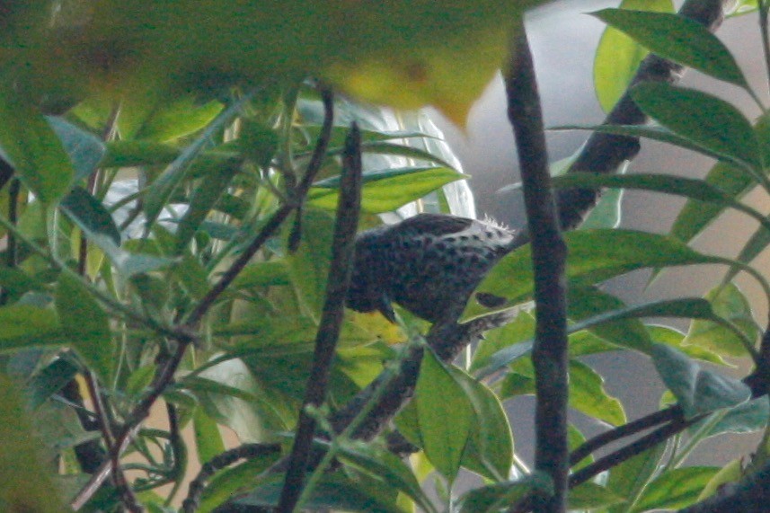 Ocellated Piculet - ML285088821