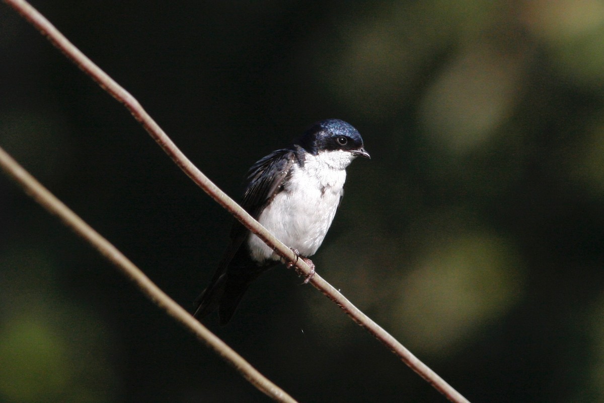 Blue-and-white Swallow - ML285088991
