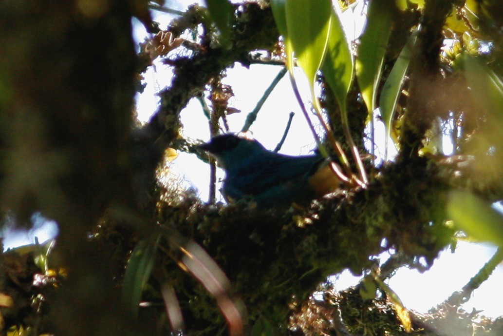 Golden-naped Tanager - ML285089511