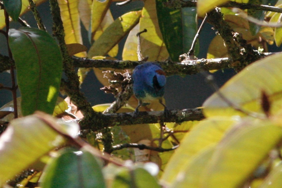 Golden-naped Tanager - ML285089521