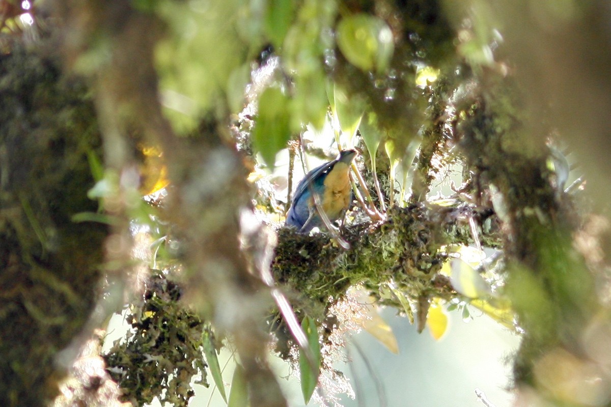 Golden-naped Tanager - ML285089531