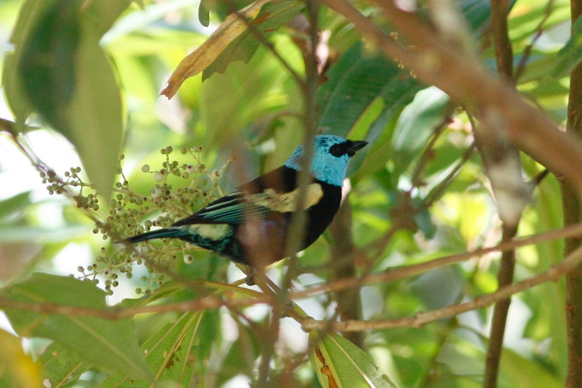 Blue-necked Tanager - ML285089731