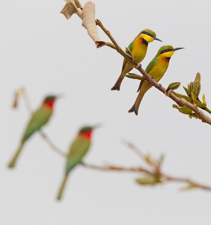 Little Bee-eater - Paul Cools