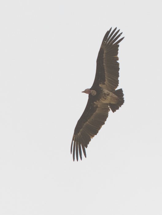 White-headed Vulture - Paul Cools