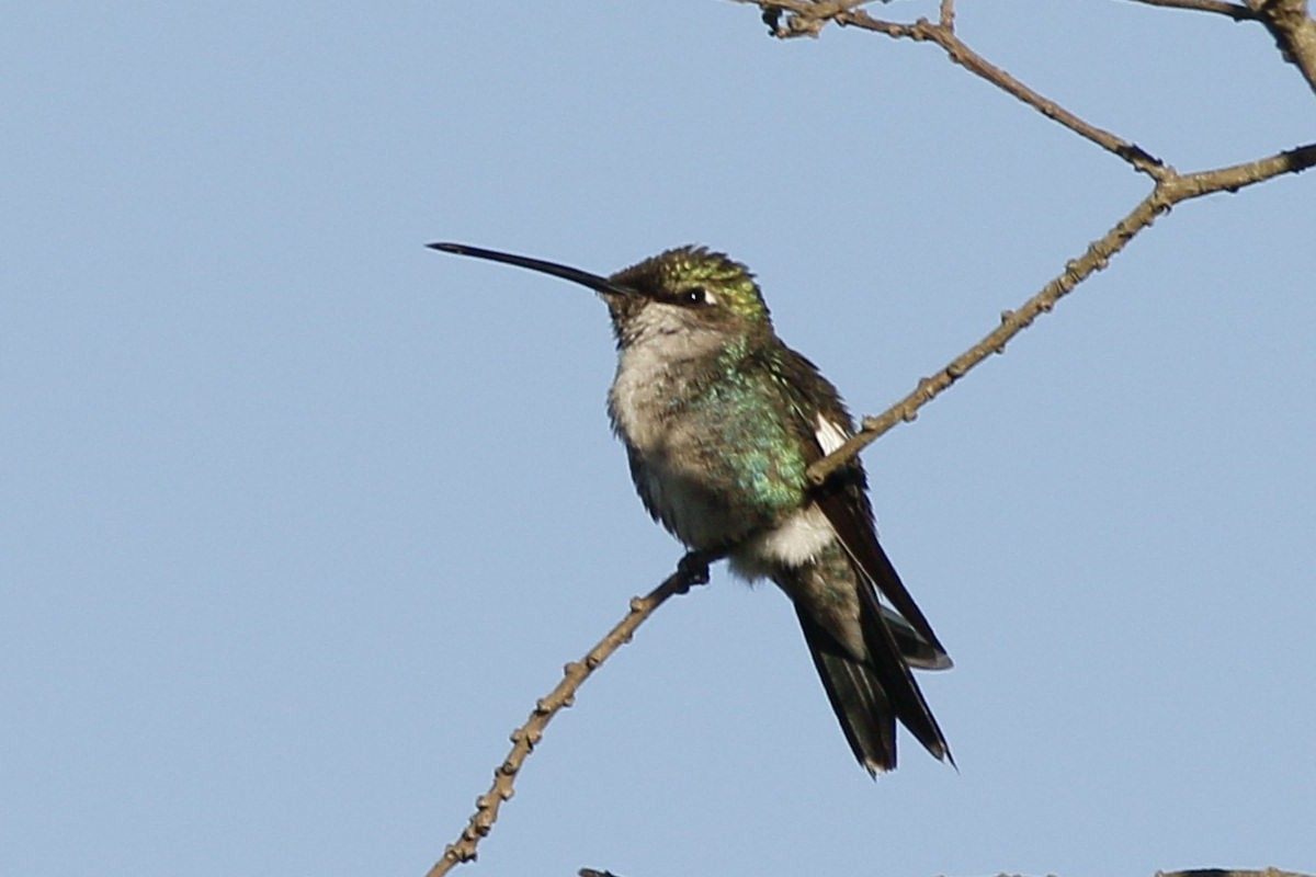 kolibřík cerradový - ML285096571