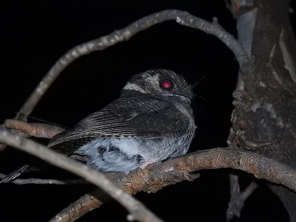 Australian Owlet-nightjar - ML285097781