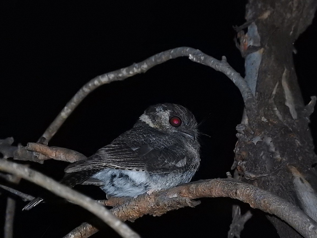 Australian Owlet-nightjar - ML285097931