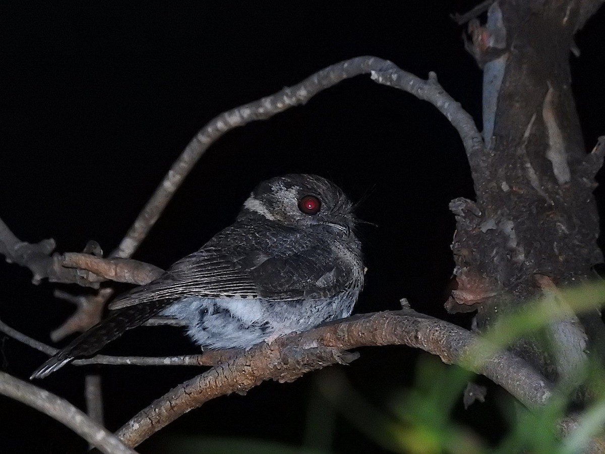 Australian Owlet-nightjar - ML285097951
