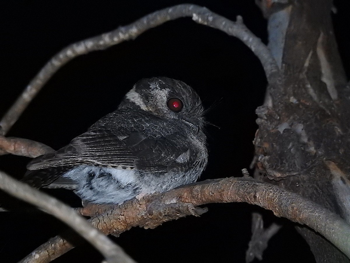 Australian Owlet-nightjar - ML285097981