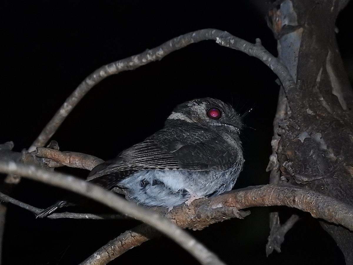 Australian Owlet-nightjar - George Vaughan