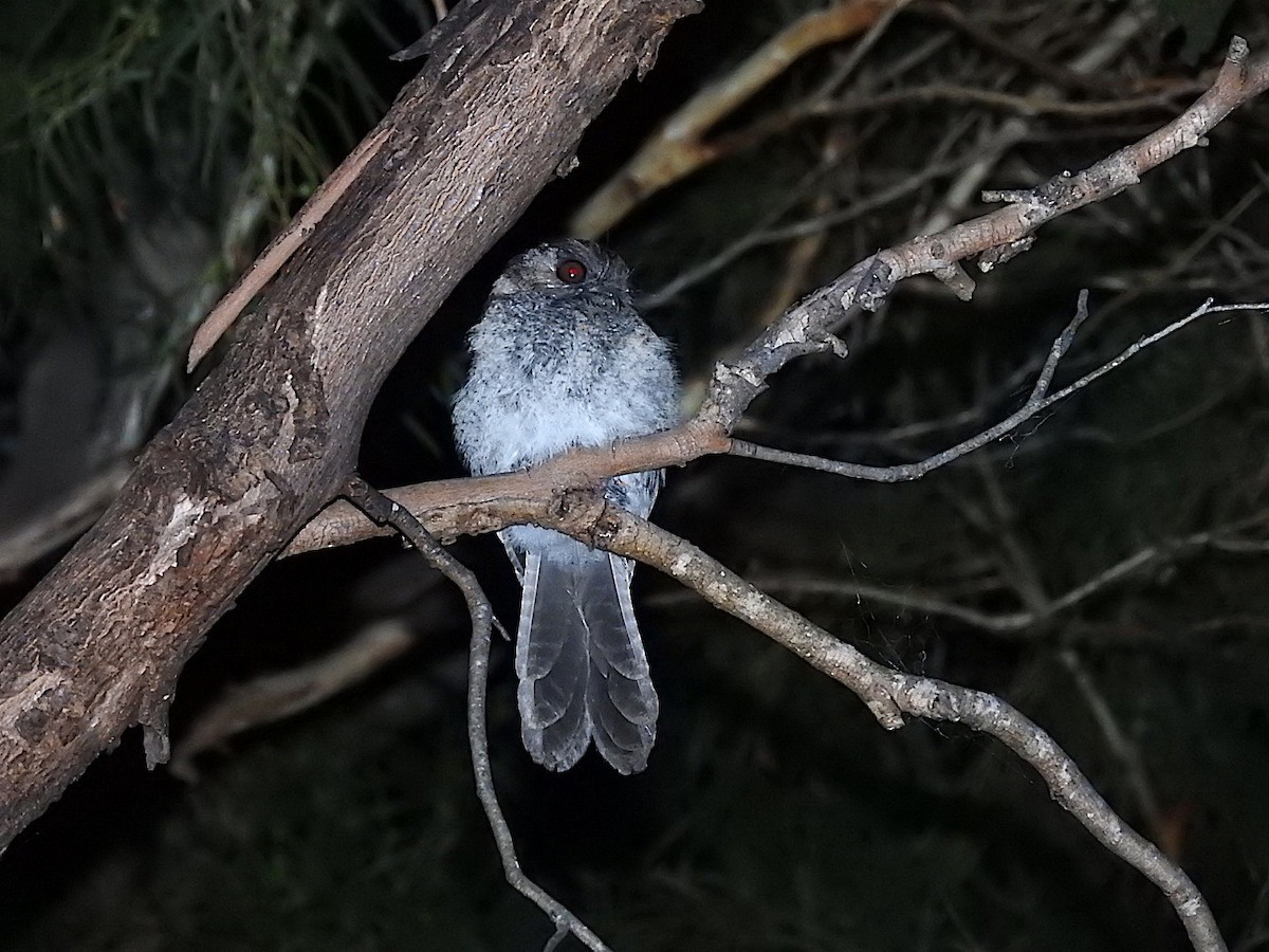 Australian Owlet-nightjar - ML285098461