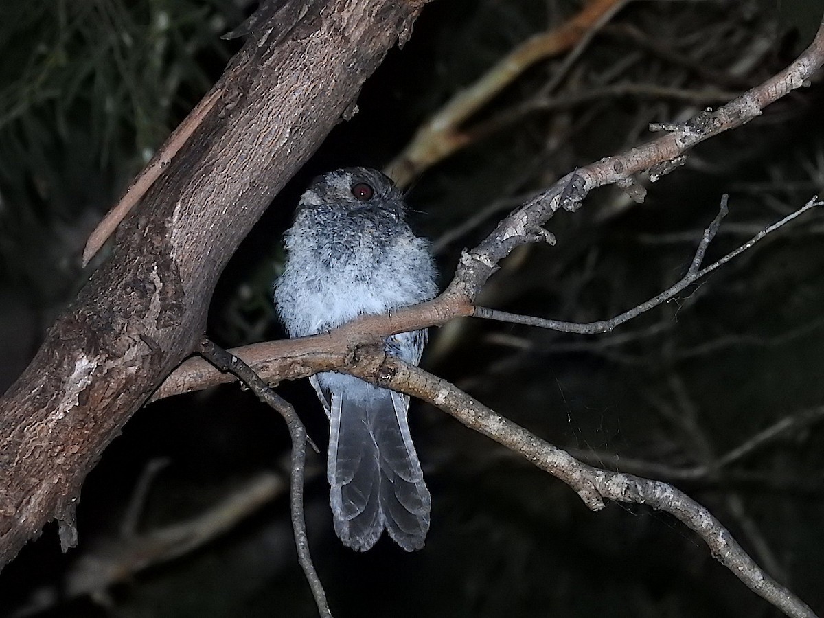 Australian Owlet-nightjar - ML285098481